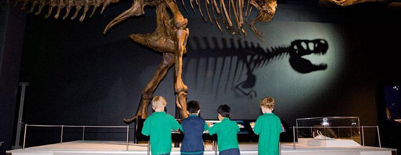 TRex-exhibition-Australian-Museum